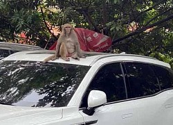 Vườn thú Hà Nội lên phương án truy bắt con khỉ hoang "thoắt ẩn, thoắt hiện"