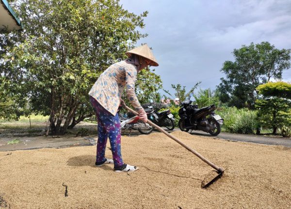 Cà Mau: Một đơn vị ký kết thu mua lúa có văn bản 'khẩn' tạm dừng mua