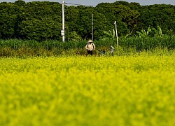 Hà Nội: Vườn cải vàng rực rỡ trong nắng Đông