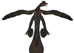 Bằng chứng hiếm hoi về 'thực đơn' đa dạng của loài khủng long Microraptor