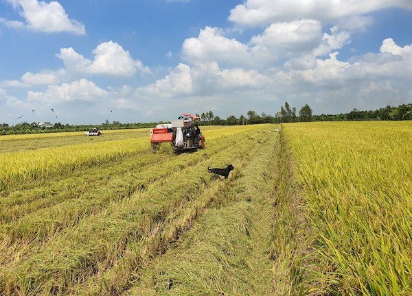 Giá lúa gạo hôm nay 28/12: Thị trường lúa thu đông và đông xuân giao dịch chậm