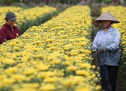 'Thủ phủ' hoa Mê Linh khoe sắc trước thềm Festival hoa lần đầu tiên