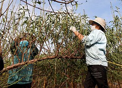 Chủ vườn chi tiền triệu mỗi ngày thuê nhân công tuốt lá đào