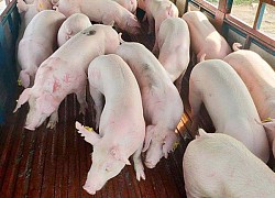 Giá heo hơi hôm nay 12/12: Dao động từ 51.000 - 55.000 đồng/kg