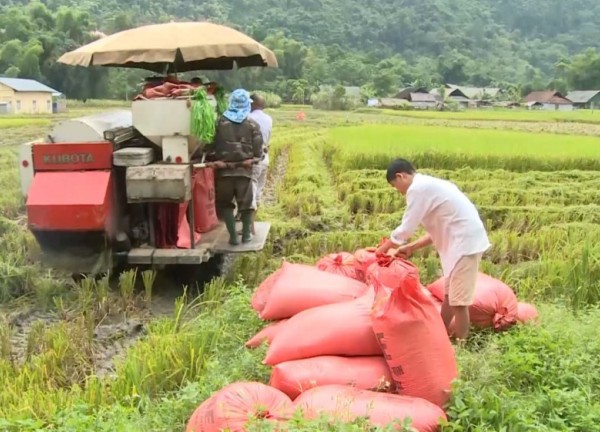 Giá lúa gạo hôm nay 10/12: Giá gạo dao động 9.400 10.200 đồng/kg