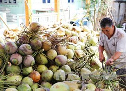 Phát triển vùng chuyên canh, tăng giá trị cho sản phẩm dừa