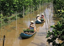 Đồng Tháp: Vùng quýt hồng huyện Lai Vung rộn ràng đón khách