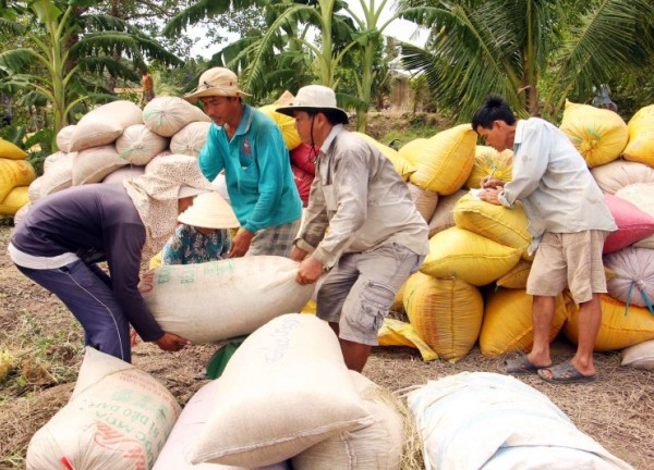 Giá lúa gạo hôm nay 13/12: Nhu cầu tăng, giá lúa gạo tiếp tục cao