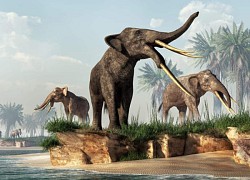 Gomphotheres: Loài voi cổ đại sở hữu đến 4 chiếc ngà