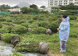 Hoa Tết ở Phú Yên đổ rạp trong gió mùa Đông Bắc