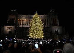 Thông 'xanh' mang Giáng sinh an lành cho thành Rome giữa khủng hoảng năng lượng