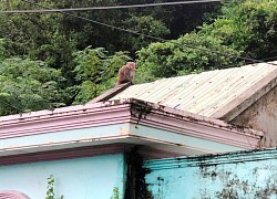 Khỉ hoang &#039;đại náo&#039; nhà dân