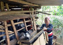 Vùng cao Sơn La chủ động phòng, chống đói, rét cho đàn gia súc