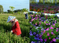 Làng hoa tại TP Hồ Chí Minh tất bật chuẩn bị cho vụ Tết