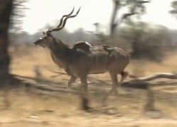 Video: Báo săn hạ sát linh dương Kudu chỉ trong một nốt nhạc