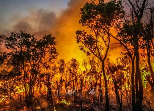 Cháy rừng hoành hành ở Australia