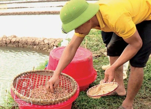 Phát lộ con đặc sản hiếm có khó tìm, cả làng ở Thái Bình rủ nhau ra đồng vớt, thương lái canh bờ mua hết