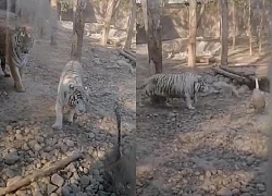 Clip: Hổ trắng bị ngỗng đuổi đánh và cái kết đầy hài hước