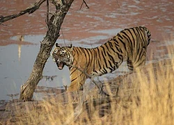 'Nữ chúa' oai hùng của rừng Ranthambore