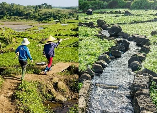 Rau sạch nhất Việt Nam, trồng trên ruộng đá tưới nước giếng cổ 5.000 năm