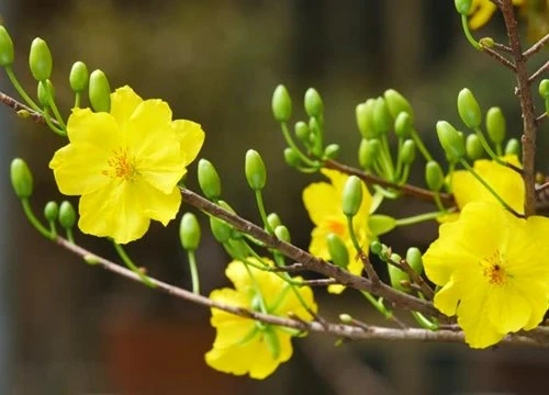 Sinh vào 3 ngày Âm lịch này, sang tháng 2 nhận nhiều phúc lộc, may mắn bất ngờ