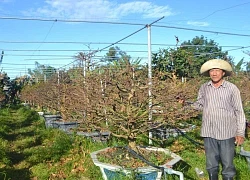 Trồng mai vàng vì sao phải kỳ công giăng lưới đuổi chim, hỏi tay lão luyện hóa ra đều là dân gốc Bình Định