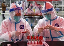 Trung Quốc truy tìm nguồn gốc Omicron: Nghi vấn ở một động vật rất gần con người