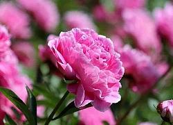 Tử vi ngày 5/2/2022 của 12 cung hoàng đạo: Kim Ngưu thoải mái, Song Ngư sáng tạo