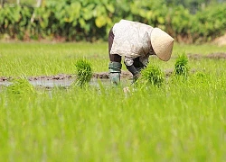 Đang đi cấy ngẫu hứng làm MC, cô gái nhận gần 5 triệu view: &#8220;Nhà đài không tuyển thì phí&#8221;