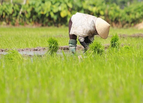 Đang đi cấy ngẫu hứng làm MC, cô gái nhận gần 5 triệu view: "Nhà đài không tuyển thì phí"