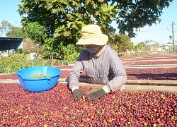 Đăng ký đúng quy trình của Trung Quốc mà vẫn chưa được cấp mã số, Văn phòng SPS Việt Nam kiến nghị khẩn