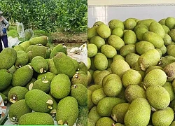 Giá mít Thái hôm nay 9/2: Mít bất ngờ tăng thêm 4.000 đồng/kg, cành mít nào nên để?