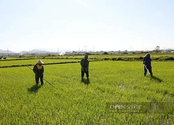 Kon Tum: Đầu năm thời tiết thuận lợi, nông dân nô nức ra đồng, mong mùa màng bội thu