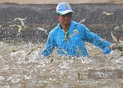 Mỹ, Trung Quốc ráo riết gom hàng, giá một sản phẩm thế mạnh của Việt Nam tăng vọt