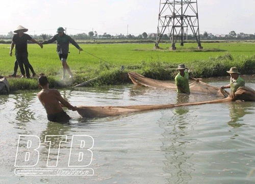 Nuôi cá dày đặc trong ao nổi, nông dân Thái Bình thành tỷ phú, ruộng hoang bất ngờ thành đất vàng