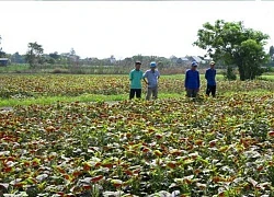 Trồng rau dền chỉ để lấy hạt, cứ 1ha rau dền, ngoảnh đi ngoảnh lại nông dân Đồng Tháp lời 200 triệu đồng