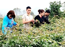 Trồng thứ rau rừng mọc non mơn mởn, cây có tuổi thọ tới 20 năm, ai ngờ trai làng Hà Giang lại giàu lên