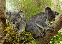 Australia liệt gấu koala ở hai bang miền Đông vào danh sách có nguy cơ tuyệt chủng