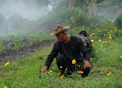 Nông dân Sài Gòn kiếm bộn tiền nhờ trồng lúa, trồng hoa sen cho dân nội thành ra "sống ảo"