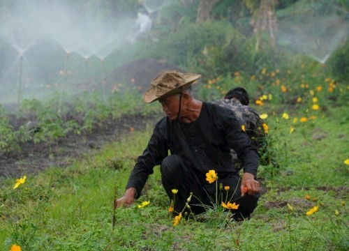 Nông dân Sài Gòn kiếm bộn tiền nhờ trồng lúa, trồng hoa sen cho dân nội thành ra "sống ảo"