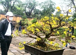 Cây mai đột biến có tên "lá ngọc cành vàng" quý, lạ đến mức nào mà vừa xuất hiện đã "gây sốt"?