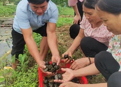 Đào rãnh nuôi con đặc sản trong vườn, tới mùa nó đẻ "không kịp cản", anh nông dân Hòa Bình kiếm bộn tiền