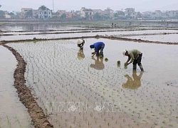 Gần 90% diện tích canh tác vụ Xuân ở Hà Nội đã có nước