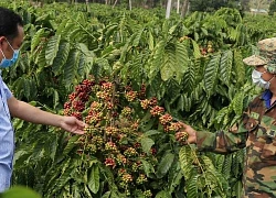 Giá cà phê nhân Đắk Lắk hôm nay tiếp tục tăng nhẹ, vì sao giống cà phê dây Thuận An được dân ưa chuộng?