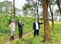 Khu rừng bạc tỷ la liệt loài cây quý của ông nông dân Phú Yên, có những cây gỗ hương khổng lồ