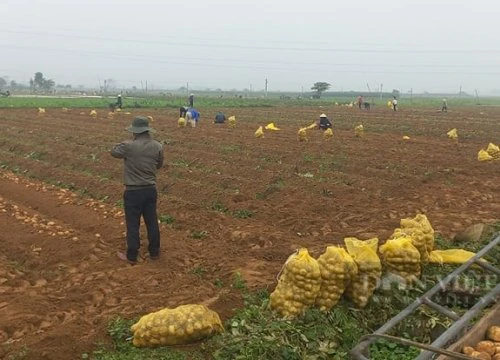 Nghệ An: Nông dân xếp hàng dài bao tải khoai tây chờ thương lái đến thu mua, bán 1 tạ có 3 triệu đồng