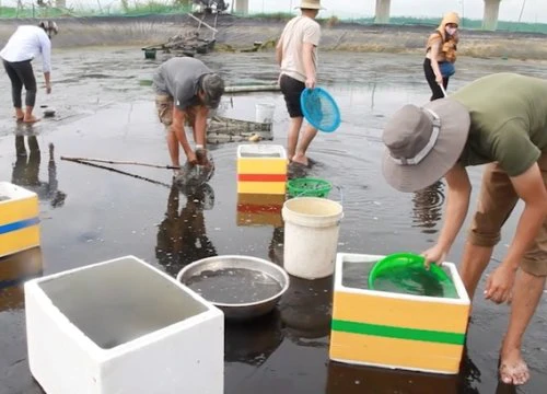 Nuôi thành công đặc sản cá bống cát sông Trà, kéo lưới lên được cả tạ cá nhảy tanh tách