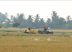 Nuôi tôm trong ruộng lúa, bán lúa trúng giá, bán tôm cũng đắt hàng, nông dân Bạc Liêu lãi nhiều hơn