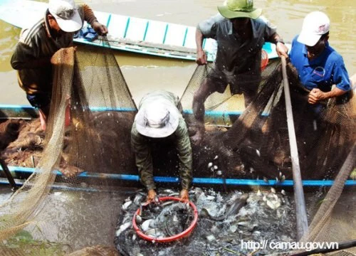 Vùng đất cá đồng từng "thở như nước cơm sôi", cá lóc già mọc râu nặng 6-7 ký, tới mùa cá về dày đặc sông