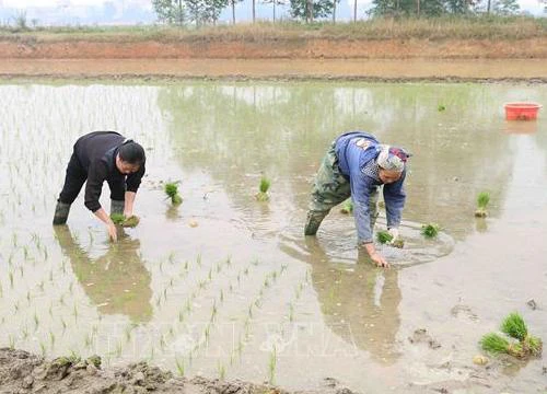 98,5% diện tích đã có nước cho gieo cấy vụ Đông Xuân